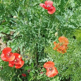 Red Simple Coquelicot, Papaver rhoeas